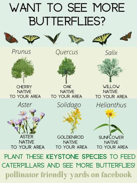 Butterfly Garden Plants, Butterfly Garden Design, Keystone Species, Bee Garden, Pollinator Garden, Garden Yard Ideas, Food Garden, Gorgeous Gardens, Butterfly Garden