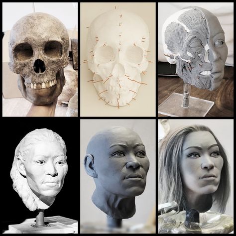 Antropológiai acrekonstrukció facial reconstruction by Gábor Emese sculptor #arcrekonstrukció Forensic Art, Facial Reconstruction, Drawing Faces, Forensic, Anatomy Reference, Face Drawing, Sculptor, Bones, Greek Statue