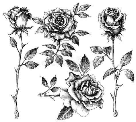 Hand drawn flower set stock vector. Illustration of hand - 46282406 Botanisches Tattoo, Garden Tattoos, Rose Sketch, Hawaiian Tattoo, Peonies Tattoo, Botanical Tattoo, Hari Valentine, Rose Drawing, Roses Drawing