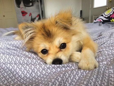 Pomerian and Shih Tzu Mix - The Complete Shiranian Guide Pomeranian Shih Tzu Mix Puppies, Shiranian Haircut, Shiranian Dogs, Shiranian Puppies, Shih Tzu Names, Grooming Shih Tzu, Shih Tzu Tattoo, Pomeranian Mix Puppies, Shih Tzu Training