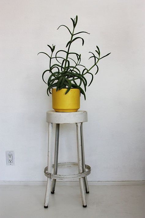 Industrial Stool as plant holder - this gives me inspiration for how I could use those cute vintage metal stools I keep passing up in my local resale shop Plant Stool, Stool Plant Stand, Metal Stools, Yellow Planter, Industrial Stool, Rustic Bathroom Designs, Pot Stand, Metal Stool, Pottery Planters