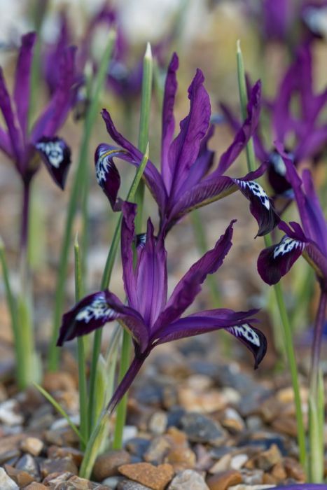 Valentines 2024, Iris Reticulata, Orchid Show, Plant Varieties, Planting Ideas, Garden Makeover, Garden Types, Spring Bulbs, Gardening Advice