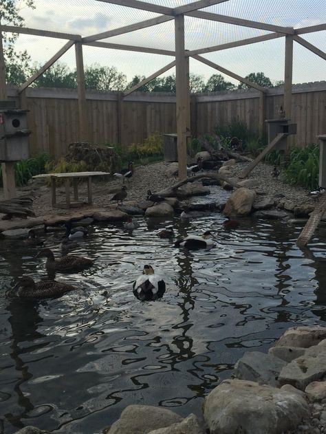 Duck Enclosure With Pond, Duck Enclosure Ideas With Pond, Goose Enclosure, Farm Animal Enclosures, Backyard Aviary, Duck Aviary, Duck Enclosure, Duck Pens, Backyard Ducks