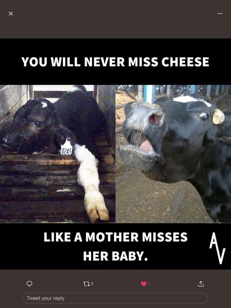 Animal Slaughter, Dairy Industry, Vegetarian Lifestyle, Vegan Athletes, Vegan Quotes, Why Vegan, Animal Liberation, Send Help, Stop Animal Cruelty