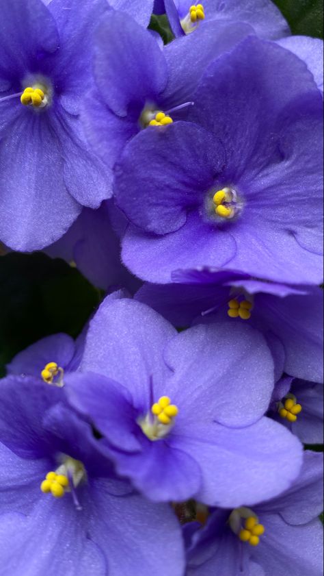 Violet Flowers Aesthetics, Violets Aesthetic Flower, Viola Flower Aesthetic, African Violet Aesthetic, Violet Aesthetic Flower, Violet Flower Photography, Blue Violet Aesthetic, Violet Flower Aesthetic, Violet Flower Wallpaper