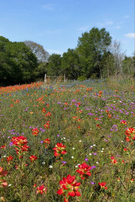 #texas #wildflowers #countryroads #countryside #texasviews Texas Spring, Texas Countryside, Small Town Texas Aesthetic, Texas Wildflowers, Connecticut Wildflowers, Old Town Spring Texas, Oregon Trail, Small Towns, Oregon