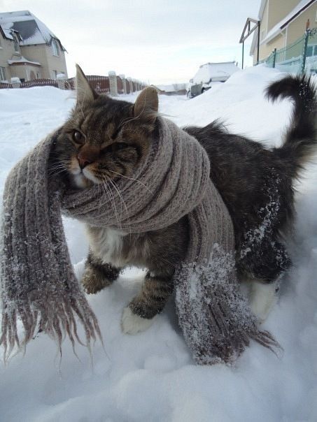 Winter Cat, Söt Katt, Zulu, Cats Meow, Pretty Cats, Crazy Cat Lady, Beautiful Cats, 귀여운 동물, Cat Photo