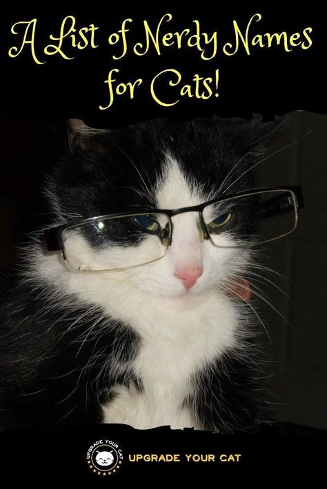 Nerdy Cat Names - #catnames #cats #funnycathings Names For Cats, Girl Cat Names, Finn Star Wars, Cute Cat Names, Kitten Names, Cat Whisperer, F2 Savannah Cat, Rey Star Wars, Unique Cats