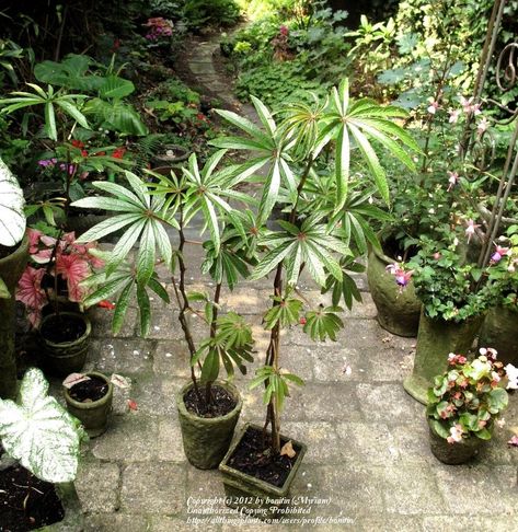 Gent Belgium, Florida Landscaping, Unusual Plants, Garden Recipes, Growing Seeds, Exotic Plants, 5 Months, Rare Plants, Photo Location