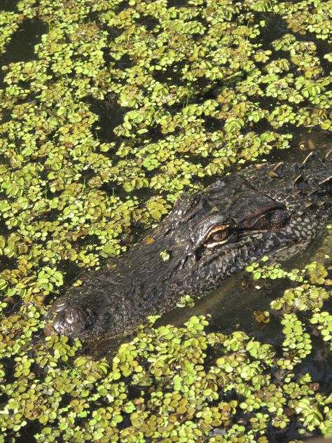 Alligator in Martin Lake near Breaux Bridge, Louisiana. Love the contrast in the greens. Louisiana Animals, Swamp Alligator, Swamp Core, 1930 Aesthetic, Louisiana Aesthetic, Breaux Bridge Louisiana, Alligator Meat, Different Types Of Sharks, Louisiana Alligator