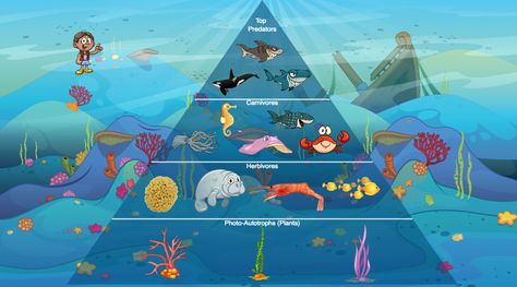 Create an interactive ecological pyramid to track how energy flows through an ecosystem! This project comes with step-by-step instructions that guide you through creating an ecological pyramid for any ecosystem with animals and plants that glide to the proper location in the pyramid when clicked. Pyramid Project Ideas, Pyramid Project, Ecological Pyramid, Trophic Level, Energy Pyramid, 7th Grade Science, Aquatic Ecosystem, Animals And Plants, Food Pyramid