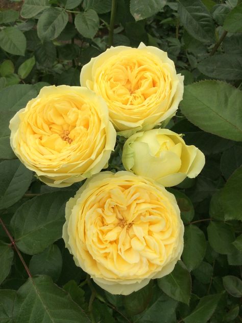 'Catalina' yellow garden style spray rose. The same rose that Kate Middleton had in her bouquet at the 1st pregnancy announcement ! 'Catherine, Duchess of Cambridge' Yellow Rose, David Austin Roses Bouquet, Yellow Rose Garden, Yellow Spray Roses, Yellow Lady Banks Rose Climbing, Pink And Yellow Roses Arrangement, Canary Brilliants Itoh Peony, Cottage Garden Roses, Yellow Garden Rose