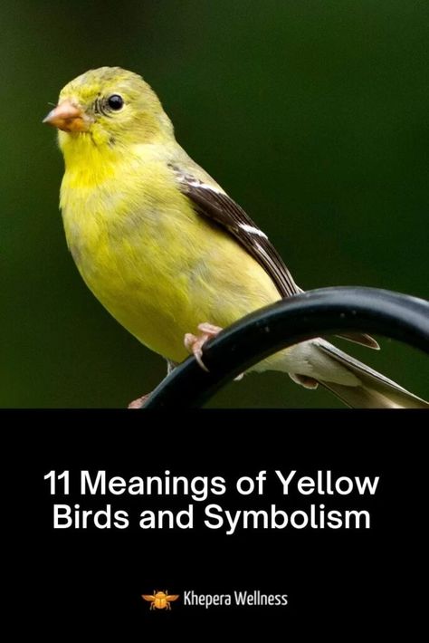 Yellow Finch Spiritual Meaning, Yellow Bird Spiritual Meaning, Birds Spiritual Meaning, Cardinal Meaning, Yellow Meaning, Yellow Bird Tattoo, Yellow Bird Art, Bird Symbolism, Bird Meaning