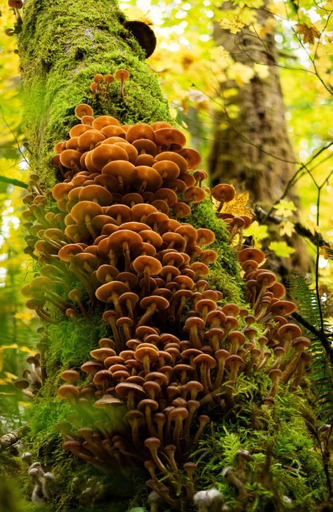 Rhamphotheca Honey Mushrooms, When It Rains, Stuffed Mushrooms, Honey