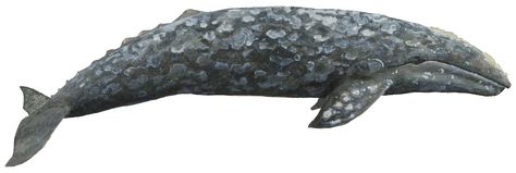 grey whale drawing Grey Whale Tattoo, Gray Whale Drawing, Grey Whale Drawing, Whale Black And White, White Whale Illustration, Blue Whale Skeleton, Grey Whale, Whale Pictures, Whale Drawing