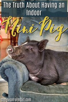 I had no idea about raising a mini pig indoors. When a pig is living in your house it is challenging and rewarding. Here's what I learned. #pigs #pig #minipig #potbelly #pet #indoor #tips #train #micro #farm #farmlife Mini Pig Food, Mini Potbelly Pigs, Mini Pig Care, Pet Pig Care, Mini Pig Pet, Juliana Pigs, Pigs Farm, Pig Care, Micro Farm