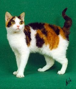 Curly Haired Cat, Cat Diseases, Cat Health Problems, Laperm, American Wirehair, Calico Cats, Calico Kitten, Cat Reference, Exotic Shorthair