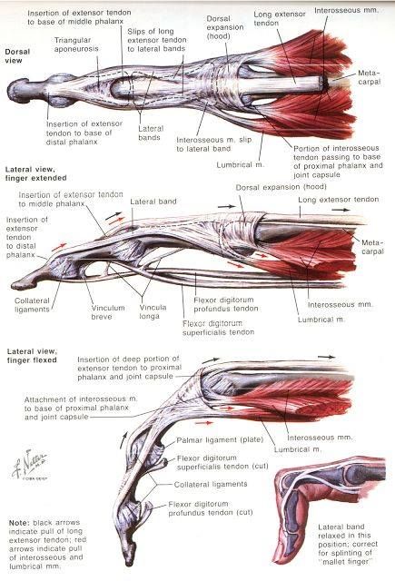 finger anatomy Finger Anatomy, Hand Anatomy, Human Body Anatomy, Muscle Anatomy, Human Anatomy And Physiology, Medical Anatomy, Hand Therapy, Anatomy Study, Body Anatomy