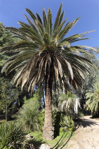 Information On Canary Island Date Palms - Guide To Planting A Canary Island Date Palm Palm Tree Care, Full Sun Container Plants, Island Palm Trees, Date Palms, Canary Island Date Palm, Palm Tree Island, Tree Growing, Date Palm, Best Indoor Plants