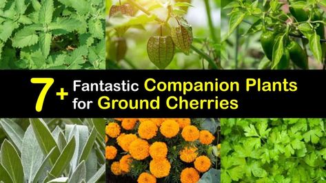 Companions for Ground Cherries - What Grows with Ground Cherry Plants Tomatillo Plant, Jalapeno Plant, Ground Cherries, Ground Cherry, Cherry Plant, Companion Gardening, Cape Gooseberry, Garden 2023, Garden Companion Planting