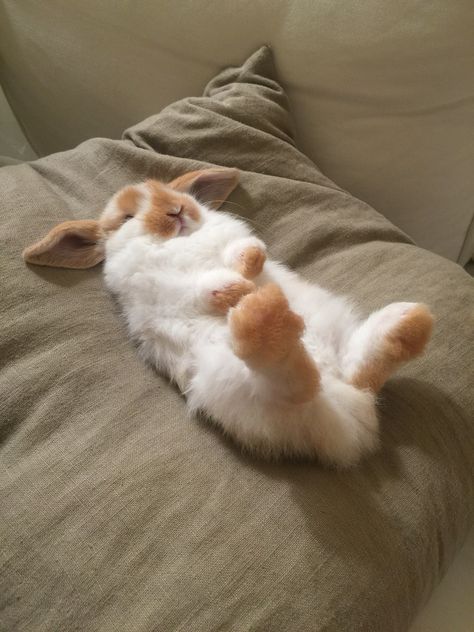 Sleepy 8 week old broken orange Holland Lop bunny rabbit. Rabbits Sleeping, Bunnies Sleeping, Big Bunnies, Rabbit Sleeping, Bunny Sleeping, Orange Bunny, Big Rabbit, Lop Bunnies, Tired Af