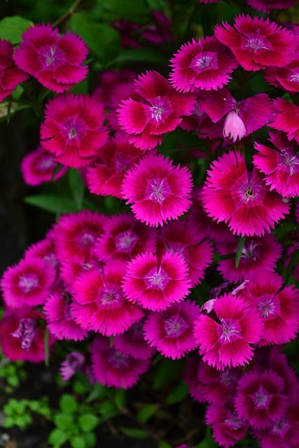 Sweet William Flowers, Dianthus Barbatus, Finding Neverland, Sweet William, Deco Floral, Garden Cottage, Summer Floral, Shade Garden, Beautiful Blooms