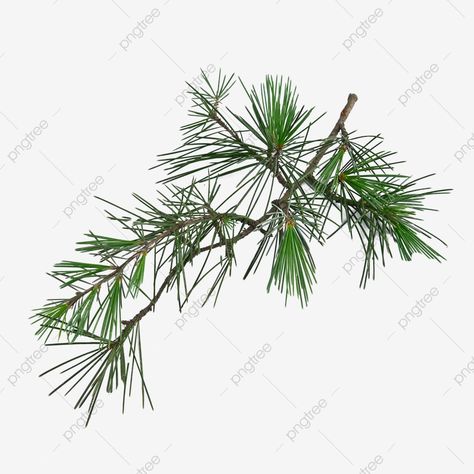 Photography Png, Pine Leaves, Trees Photography, Wallpapers Dark, Pine Leaf, Winter Berries, Cushion Cover Designs, Adorable Kittens, Pine Branch