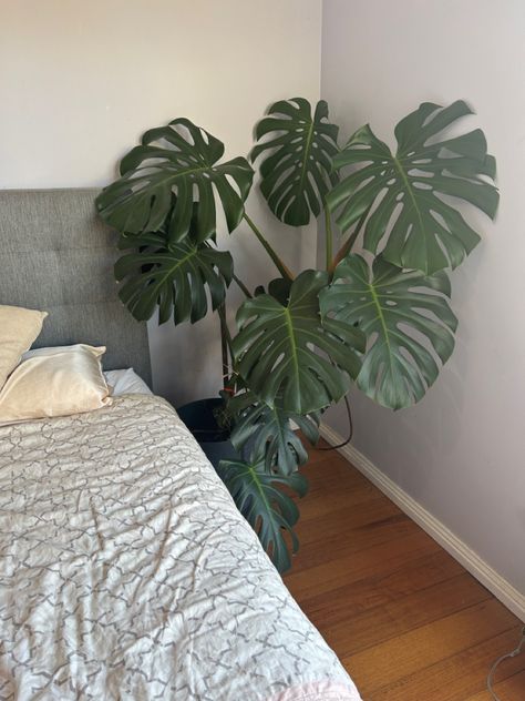 #bedroom #plant #bedroominspo #bedroomideas #monstera Monstera Bedroom, Bedroom Plants, Bedroom Inspo, Dream Homes, Bedroom Makeover, Kitsch, House Decor, Bed Spreads, Bedroom Decor