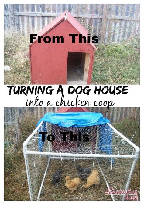 Have a small flock you need or you need to build a quick coop?  Try converting an old dog house!  We'll show you how step by step. The Homesteading Hippy Chicken Poop, Portable Chicken Coop, Silkie Chickens, Chicken Treats, Backyard Poultry, Coop Plans, Old Dog, Building A Chicken Coop, Chicken Coop Plans