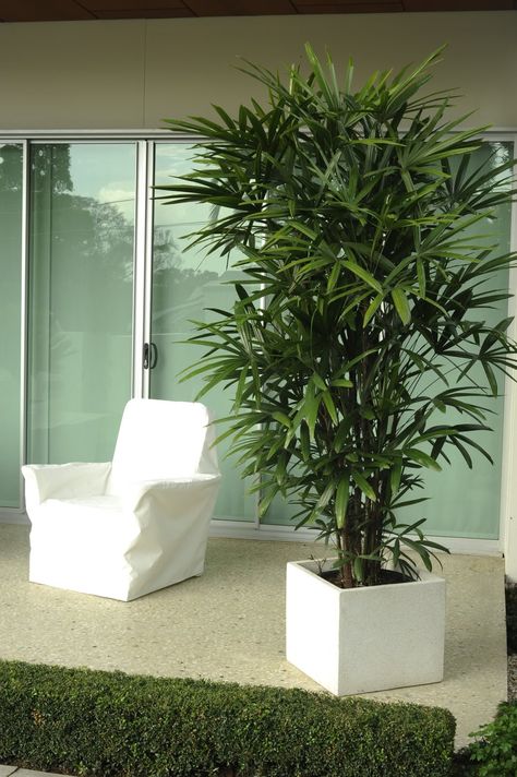 rhapis palms - Google Search Palm Plant Indoor, Raphis Palm, Rhapis Excelsa, Potted Palm Trees, Tree Garden Design, Indoor Palm, Palm Trees Garden, Indoor Palm Trees, Indoor Palms