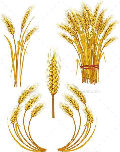 Wheat Drawing, Farm Tattoo, Wheat Vector, Wheat Sheaf, Corn Field, Golden Wheat, Embroidery Design Download, Farm Design, China Painting