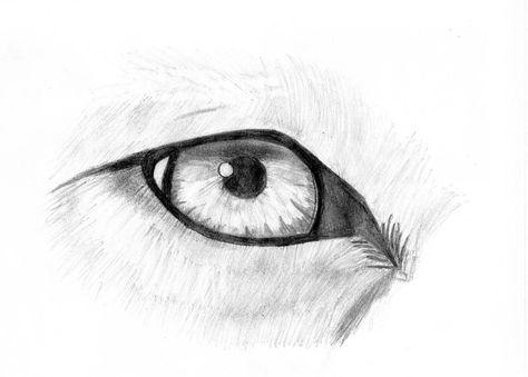 Untitled Wolf Eyes Drawing, Wolf Eye Drawing, Wolf Sketches, Dragon Eye Drawing, Eye Pencil Drawing, Iris Drawing, Charcoal Ideas, Third Eye Tattoos, Art Homework