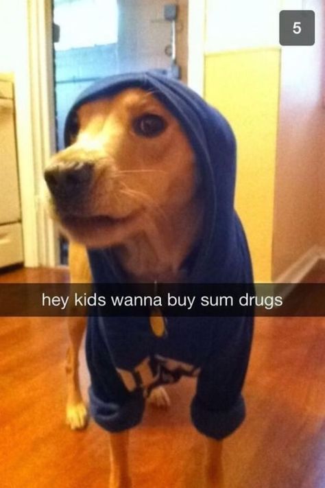 RuinMyWeek.com #funny #pictures #photos #pics #humor #comedy #hilarious #dog #cute #dogs #snapchat Funny Snapchat, Snapchat, Funny