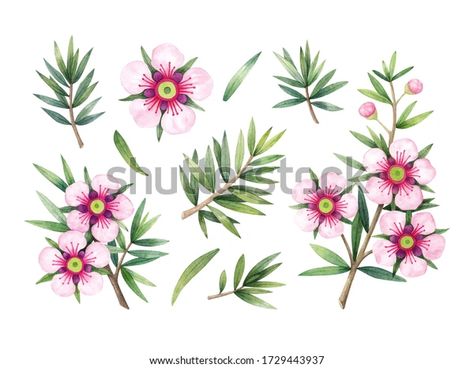 Manuka Honey Branch Leaves Flower Hand Stock Illustration 1729443937 Manuka Flower, Branch Leaves, Flower Stock, Manuka Honey, App Logo, Leaf Flowers, Flower Illustration, Watercolor Illustration, Image Illustration