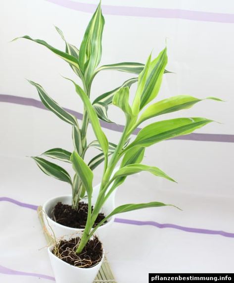 Dracaena braunii or Dracaena sanderiana Dracaena Sanderiana, Large Outdoor Planters, Dracaena Plant, Tropical Africa, Dragon Tree, Pot Plants, Lucky Bamboo, Flower Video, Interior Garden