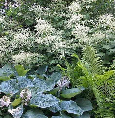 Shade Flowers Perennial, Silver Plants, Goats Beard, Shade Landscaping, Shade Garden Design, Silver Plant, Shade Garden Plants, Shade Gardens, Best Perennials