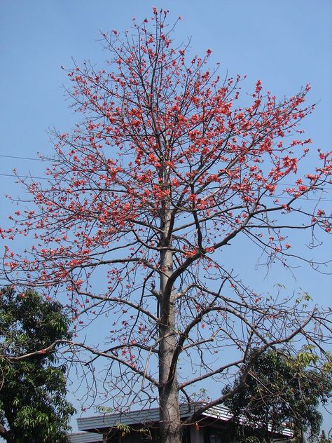 Bombax ceiba - בומבק צייבה Bombax Ceiba Tree, Bombax Ceiba, Caesalpinia Pulcherrima, Fire Tree, Delonix Regia, Flowering Trees, Red Silk, The Fire, Vibrant Red