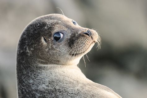 BWPA - Over The Shoulder Selkie (Seal) Shetland by Crieffy., via Flickr Cute Seals, Baby Seal, A Seal, British Wildlife, Marine Mammals, Animal Photo, 귀여운 동물, Wildlife Photography, Beautiful Creatures