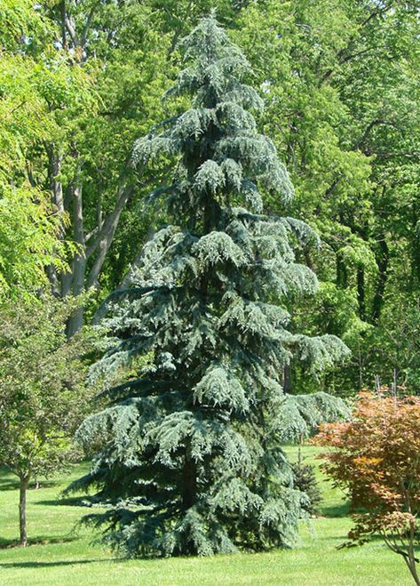 Karl Fuchs Deodar Cedar Tree Deodar Cedar Tree, Deodar Cedar Tree Landscape, Evergreen Berm, Deodar Cedar, Cedrus Deodara, Conifers Garden, California Christmas, Backyard Trees, Live Christmas Trees