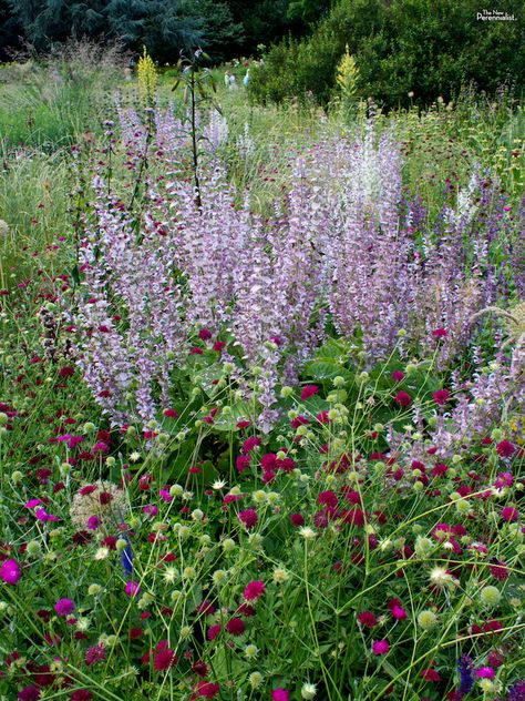 Stadium Lights, Salvia Sclarea, Stadium Lighting, Gravel Path, Front Yard Garden, Public Garden, Plant Combinations, Plant Species, Nature Crafts