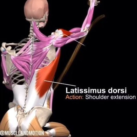 Adductor Muscles, Punkty Spustowe, Stability Ball Exercises, Yoga Anatomy, Human Body Anatomy, Muscle Anatomy, Glute Workout, Side Lunges, The Descent