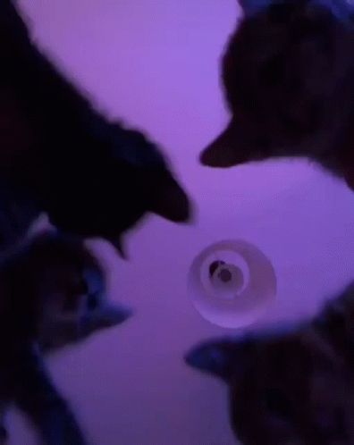 Cats Vibe Party GIF - Cats Vibe Cats Party - Discover & Share GIFs Black Cat Gif Pfp, Cat Gif Aesthetic, Pfp Gif Aesthetic, Cat Gif Banner, Cat Banner Gif, Gif Pp, Cat Pfp Gif, Black Cat Gif, Cute Couple Memes