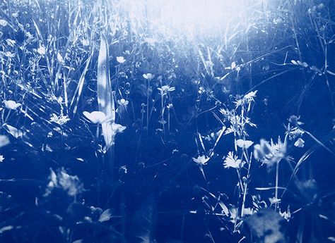 Cyanotype Process, Photo Diary, Travel Book, Blue Aesthetic, New Art, Saatchi Art, Fine Art, Photo And Video, Instagram Photo