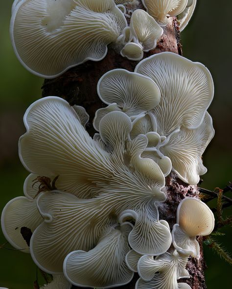 Mushroom Core, Fungi Art, Types Of Fungi, Mushroom Pictures, Slime Mould, Colossal Art, Mushroom Fungi, Modern Crafts, Art Magazine