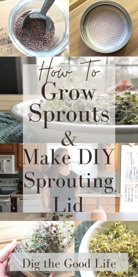 Mason Jar Sprouts, Sprouts In Mason Jar, Diy Sprouting Jar, How To Grow Sprouts In A Jar, How To Grow Microgreens Mason Jars, How To Grow Bean Sprouts, Growing Sprouts In A Jar, How To Grow Sprouts At Home, Sprouting Seeds In A Jar