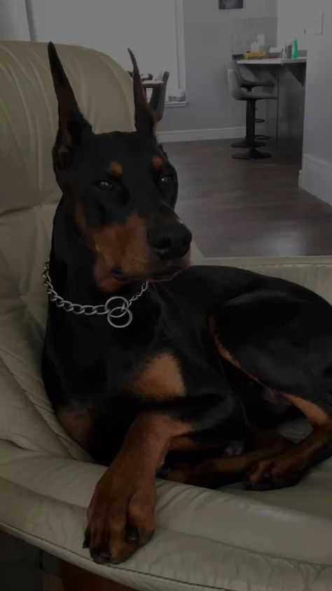 Black Doberman, Doberman Pinscher Dog, Scary Dogs, Doberman Puppy, Doberman Dogs, Pretty Dogs, Cute Dogs And Puppies, Doberman Pinscher, Cute Animal Photos