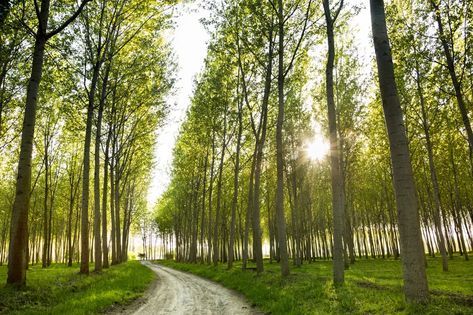 Hybrid Poplar Tree, Tulip Poplar Tree, Lombardy Poplar, Poplar Tree, Fast Growing Trees, Tree Images, Magnolia Trees, Aspen Trees, Shade Trees