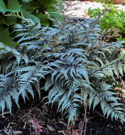 Godzilla Japanese, Japanese Fern, Painted Fern, Lake Landscaping, Lady Fern, Japanese Painted Fern, Shade Gardens, Plant Zones, Green Highlights