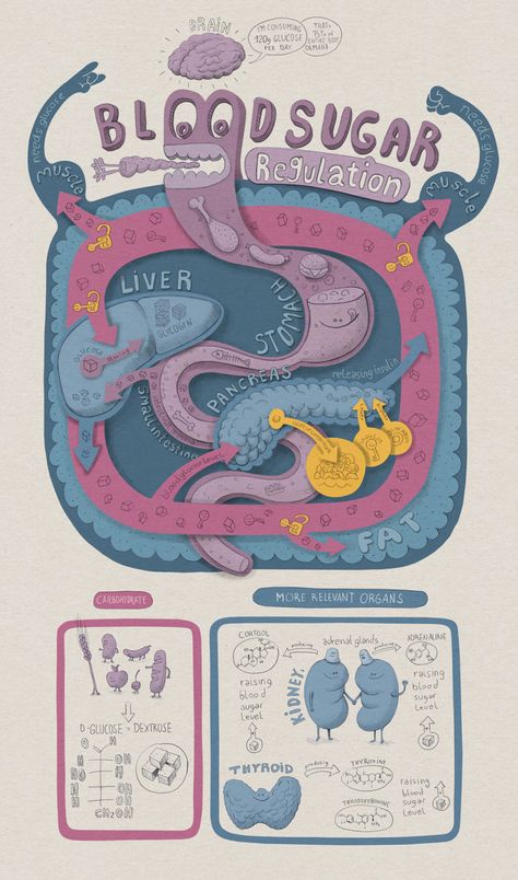 blood sugar regulation Immune System Illustration, Sugar Illustration, Biology Art, Science Illustration, Biology Lessons, Medical School Studying, Medical School Essentials, Nursing School Notes, Science Notes