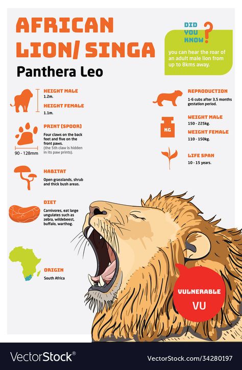 Lion Facts, Animal Infographic, Lion Vector, Life Sketch, Panthera Leo, Male Lion, African Lion, Animal Science, Sketch Painting